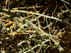 Senecio neaei incisus
