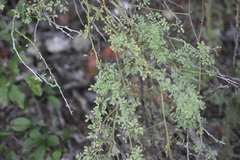 Parkinsonia texana macra