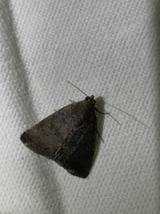 Amyna axis