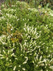 Baccharis magellanica