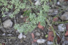 Parkinsonia texana macra