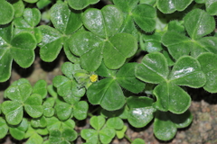 Oxalis lomana