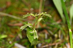 Neottia borealis