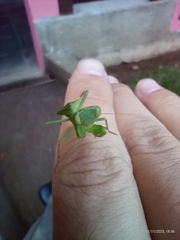 Photiomantis