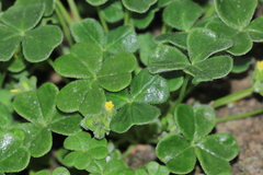 Oxalis lomana