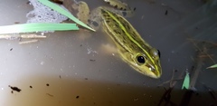 Pelophylax nigromaculatus