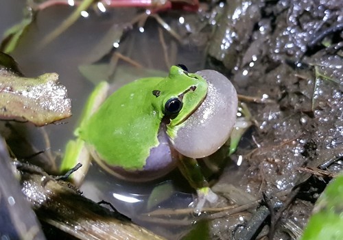Japanese Tree Frog