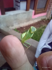 Photiomantis