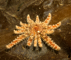 Pycnopodia helianthoides