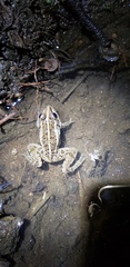 Pelophylax nigromaculatus