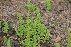 Crassula connata