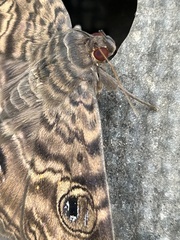 Speiredonia