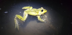 Pelophylax nigromaculatus
