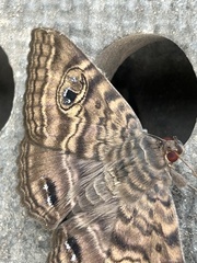 Speiredonia