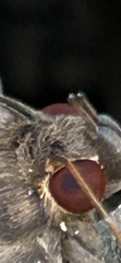 Speiredonia