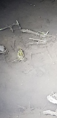 Pelophylax nigromaculatus