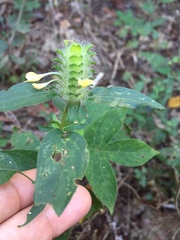 Tetramerium nervosum