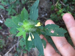 Tetramerium nervosum