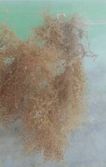 Amathia verticillata