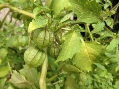 Physalis angulata