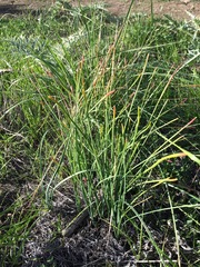Brodiaea filifolia