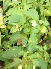 Physalis angulata