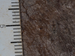 Ledromorpha planirostris
