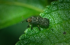 Octotoma scabripennis