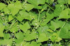 Cyclanthera mathewsii