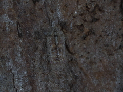 Ledromorpha planirostris