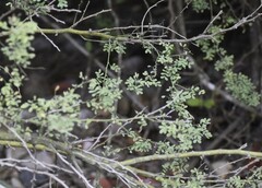 Parkinsonia texana macra