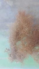 Amathia verticillata