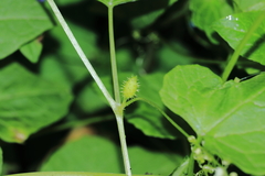Cyclanthera mathewsii
