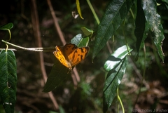 Heteronympha mirifica