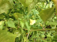 Physalis angulata
