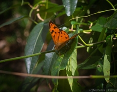 Heteronympha mirifica
