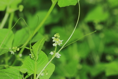 Cyclanthera mathewsii