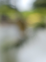 Nycticorax nycticorax