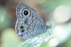 Ypthima baldus
