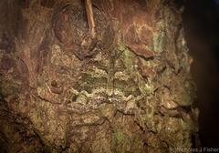 Crasilogia gressitti