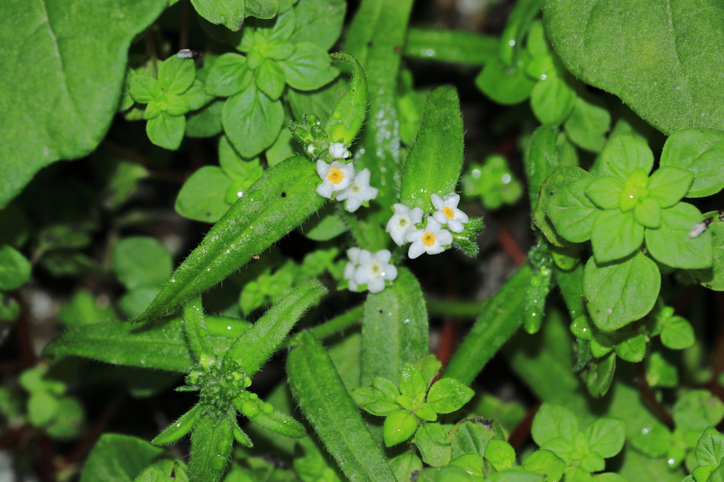 Cryptantha limensis