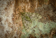 Tympanota perophora