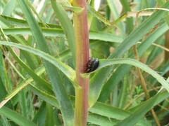 Heilipodus erythropus