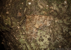 Crasilogia gressitti