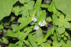 Cryptantha limensis