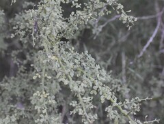 Parkinsonia texana macra