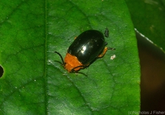 Lamprolina simillima