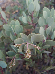 Arctostaphylos viscida pulchella