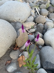 Celosia argentea image