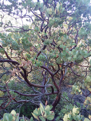 Arctostaphylos viscida pulchella